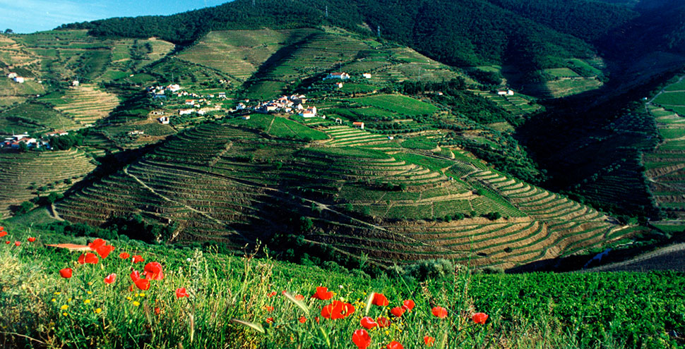 vinha douro