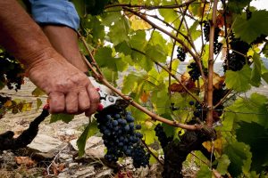 Lavradores de Feitoria_harvest_2