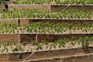 Symington_Quinta do Retiro_warre quintas